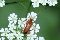 Obrium brunneum