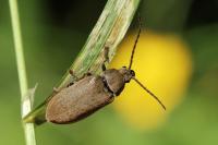 Dascillus cervinus