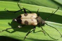 Pachytodes cerambyciformis