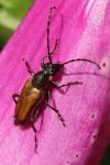 Pseudovadonia livida