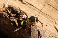 Clytus arietis