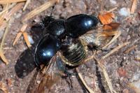 Trypocopris pyrenaeus
