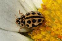 Tytthaspis sedecimpunctata
