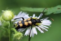 Leptura quadrifasciata
