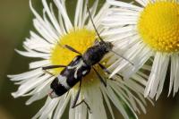 Chlorophorus figuratus