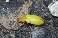 Cteniopus sulphureus
