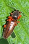 Athous bicolor