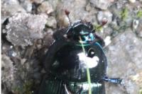 Anoplotrupes stercorosus