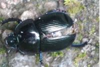 Anoplotrupes stercorosus