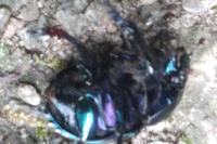 Anoplotrupes stercorosus