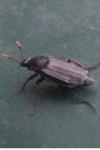 Nicrophorus humator