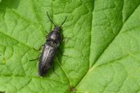 Cidnopus pilosus