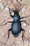 Carabus intricatus