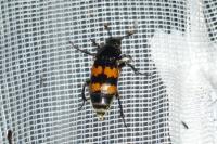 Nicrophorus vespillo