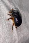 Odonteus armiger