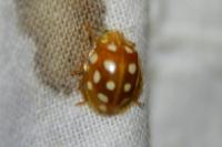 Halyzia sedecimguttata