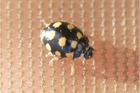 Coccinula quatuordecimpustulata