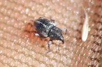 Tychius quinquepunctatus