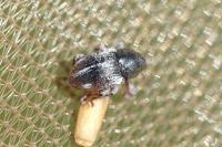 Tychius quinquepunctatus