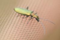 Chrysanthia viridissima
