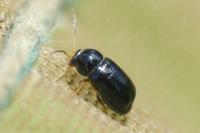 Cryptocephalus flavipes