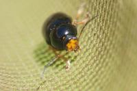 Cryptocephalus flavipes