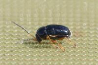 Cryptocephalus flavipes