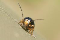 Cryptocephalus flavipes