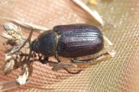 Amphimallon atrum