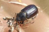 Amphimallon atrum