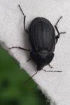 Phosphuga atrata
