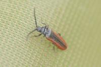 Omalisus fontisbellaquei