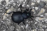 Timarcha tenebricosa
