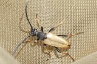 Stictoleptura rubra