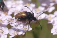 Pseudovadonia livida