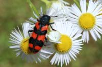 Trichodes alvearius