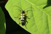Rutpela maculata