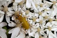 Cteniopus sulphureus