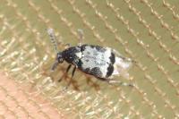 Bruchidius marginalis