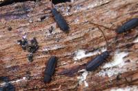 Uleiota planatus