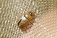 Gonioctena olivacea