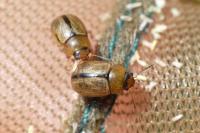 Gonioctena olivacea