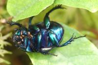 Trypocopris pyrenaeus