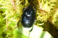 Trypocopris pyrenaeus