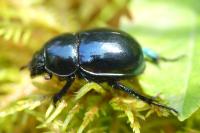 Trypocopris pyrenaeus