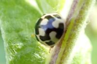 Propylea quatuordecimpunctata