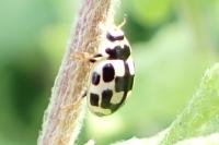 Propylea quatuordecimpunctata
