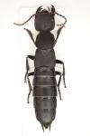 Ocypus pedemontanus