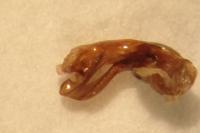 Ocypus pedemontanus