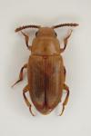 Antherophagus pallens
